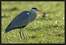 Blauwe Reiger, Grey Heron, Ardea cinerea Location: Wierden, the Netherlands blauwe reiger 7D 2940 kopie